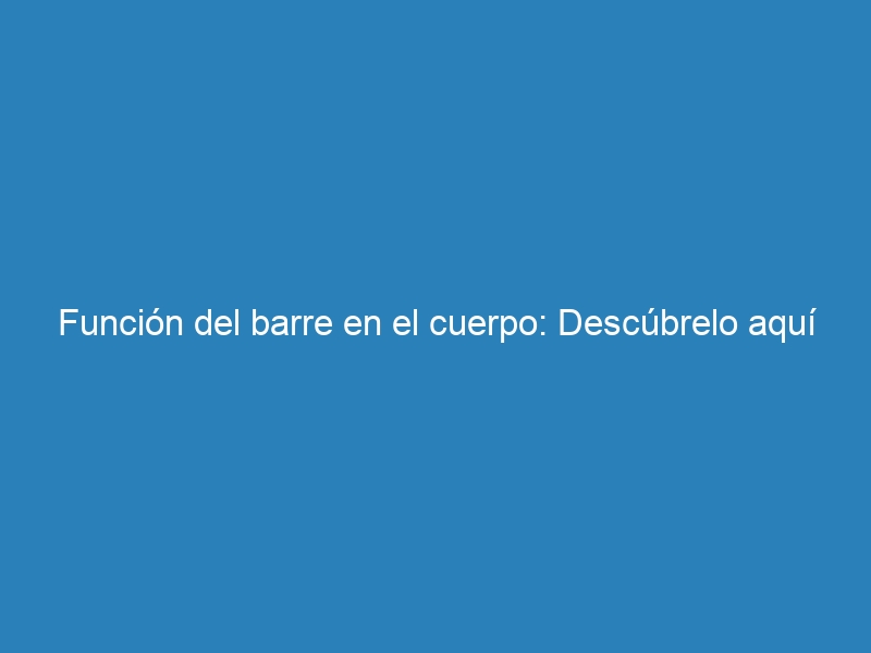 Función del barre en el cuerpo: Descúbrelo aquí